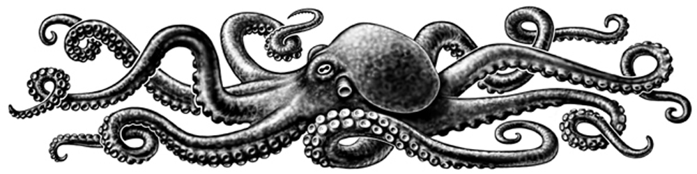 octopus